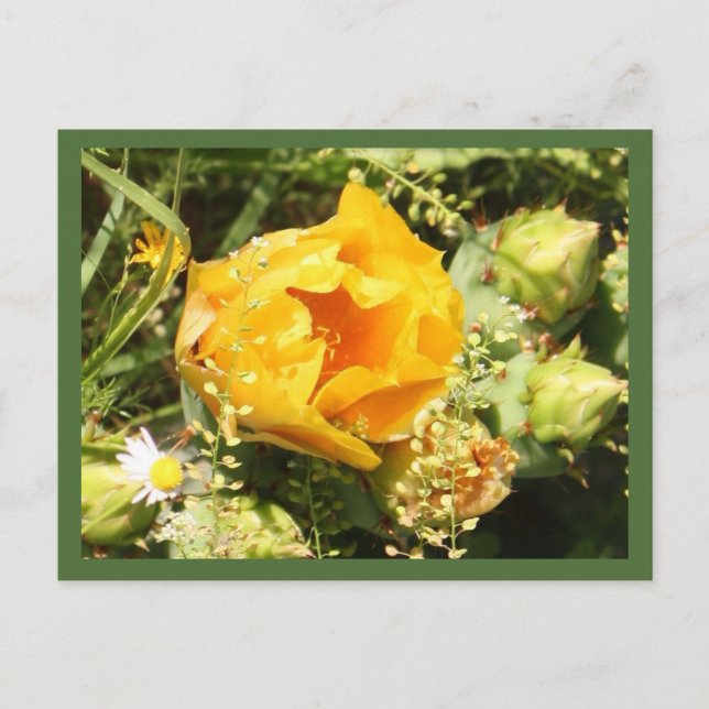 Prickly Pear Cactus Bloom Postkarte (Vorderseite)