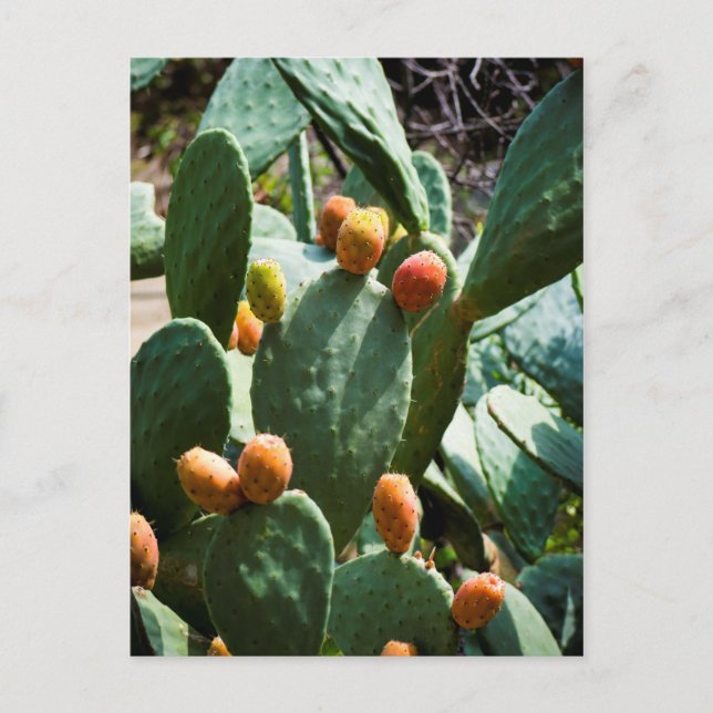 Prickly Pear Cactus Fruit Postkarte (Vorderseite)