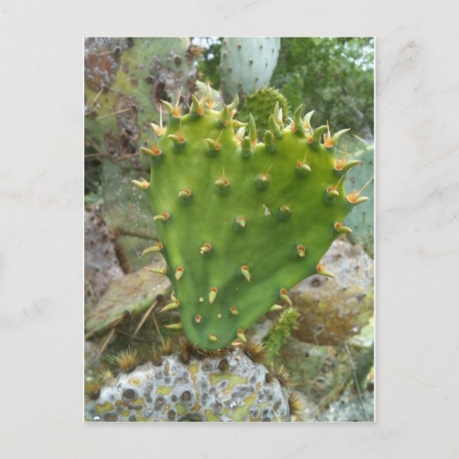 Prickly Pear Cactus Postkarte (Vorderseite)