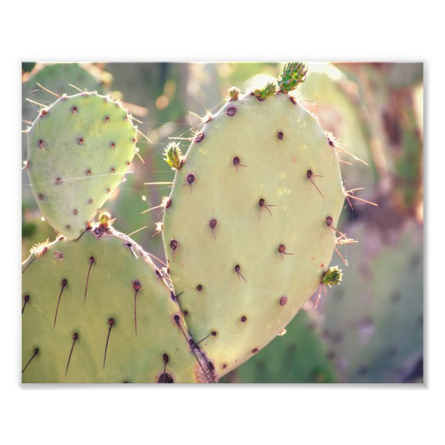 Prickly Pear Closeup | Impression photo (Devant)