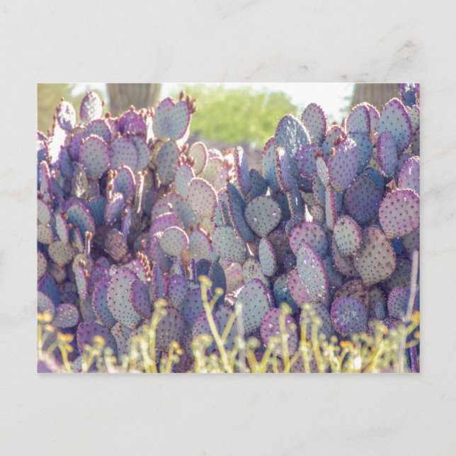 Prickly Pears | Carte postale (Devant)