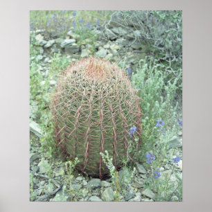 Prickly Pink Petals Cactus Art Print Poster