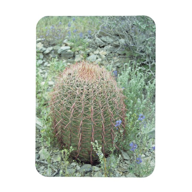 Prickly Pink Petals Cactus Decorative Magnete (Vertikal)