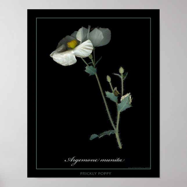 Prickly Poppy Botanical Art Print Poster (Vorne)