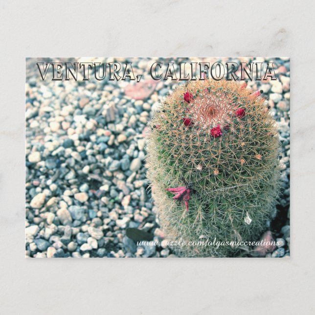 Prickly Ventura Postkarte (Vorderseite)