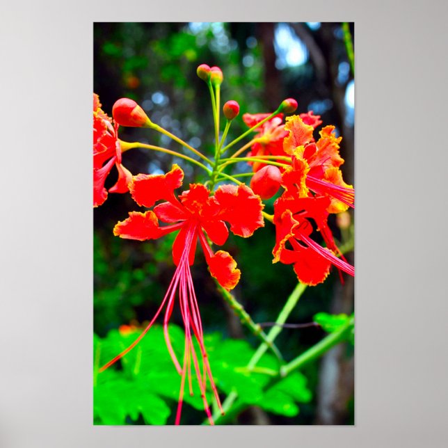 Pride of Barbados Stretched Canvas Print Poster (Vorne)
