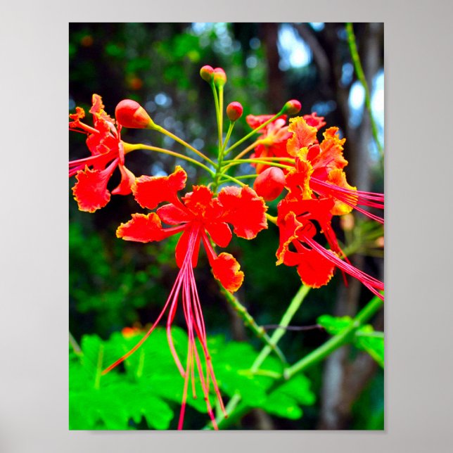 Pride of Barbados Stretched Canvas Print Poster (Vorne)