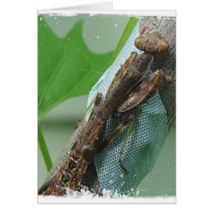 Prier Insecte Mantis