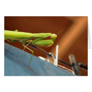 Prier Mantis