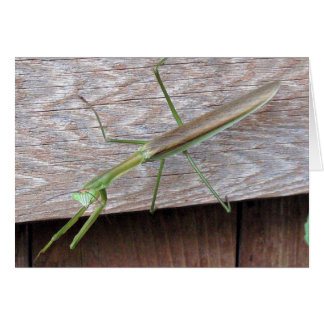 Prier Mantis