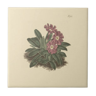 Primel mit Ganzrandigem Blatt Botanische Illustrat Fliese