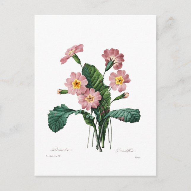 Primel Postkarte (Vorderseite)