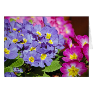 Primes roses et violettes