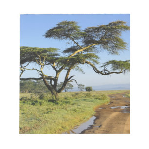 Primitiver Erdweg und Akazienbaum, Lake Nakuru Notizblock