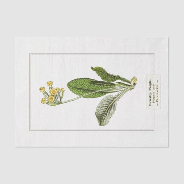 Primrose Botanische Illustration 1885 Gewebepapier Seidenpapier (Vorderseite)