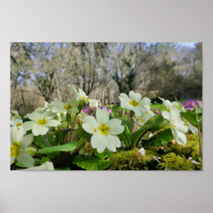 Primrose-Poster Poster