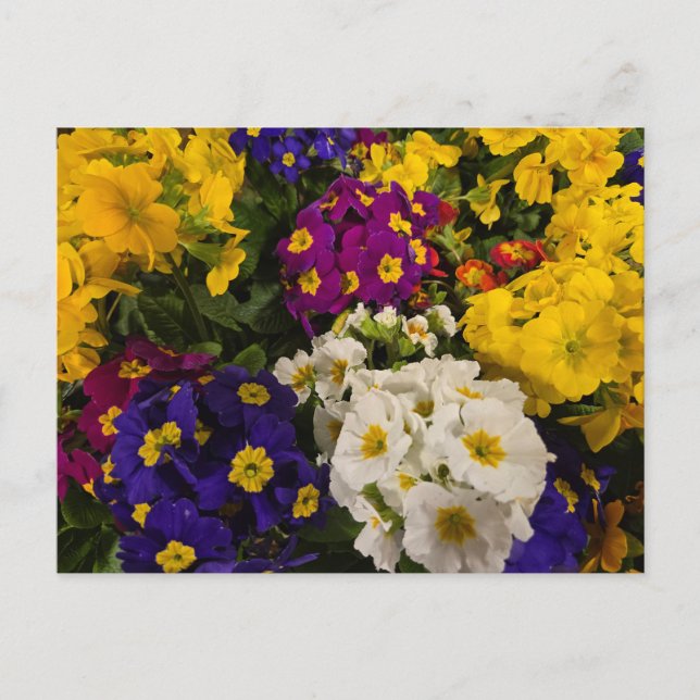 Primrose Postkarte (Vorderseite)