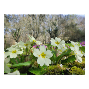 Primrose (Primula vulgaris) Fotodruck