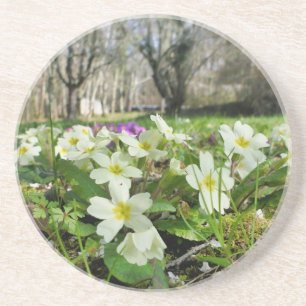 Primrose (Primula vulgaris) Getränkeuntersetzer