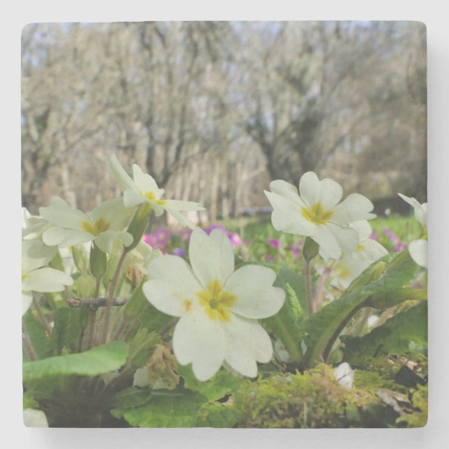 Primrose Stone Untersetzer (Vorderseite)