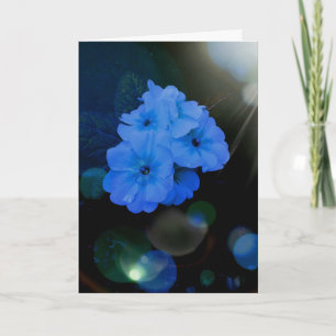 Primrosen Blume in blau Karte