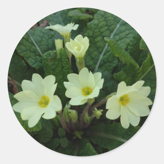 Primroses Sticker (Vorderseite)