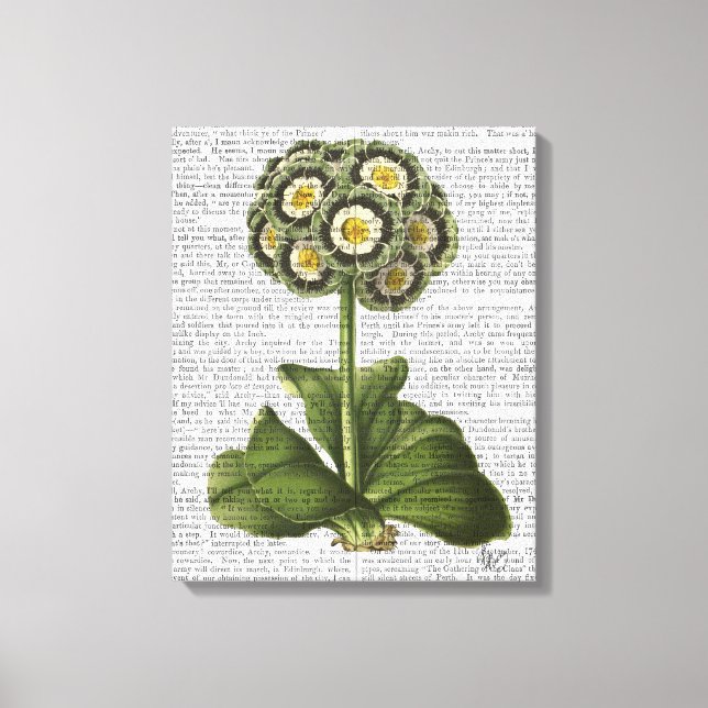 Primula Auricula Blau Leinwanddruck (Vorderseite)