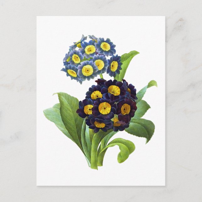 Primula Auricula - Cowslip - Pierre Joseph Redoute Postkarte (Vorderseite)