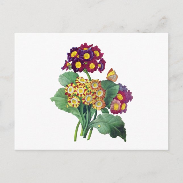 Primula Auricula - Cowslip - Pierre Joseph Redoute Postkarte (Vorderseite)
