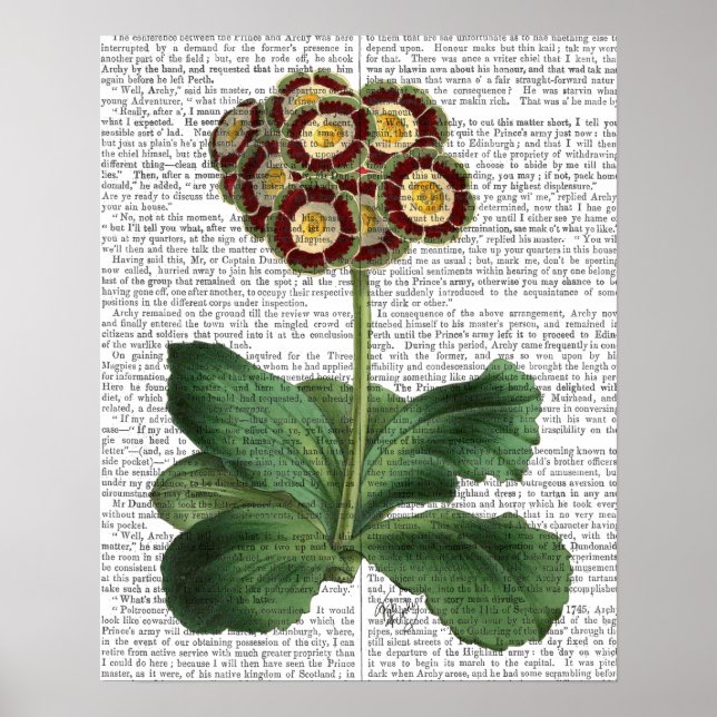Primula Auricula Red Poster (Vorne)