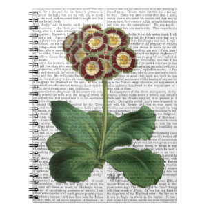 Primula-Aurikel-Rot Notizblock
