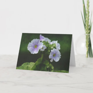 Primula-Blume Karte