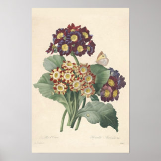 Primula Canvas Print Poster