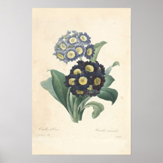 Primula Canvas Print Poster
