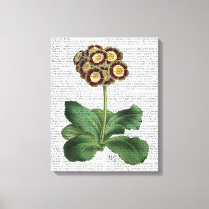 Primula Leinwanddruck