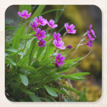Primula maguirei Blume Foto © Sandy Long