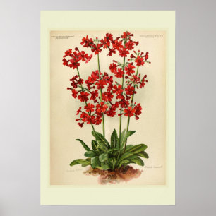 Primula Poster