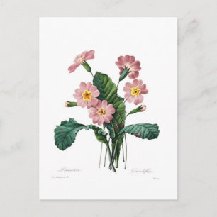 Primula Postkarte