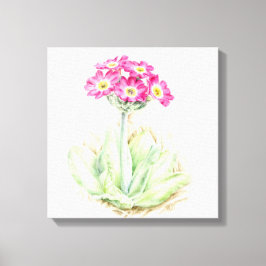 Primula Rosa Leinwand, feine Art Wrackdruck Leinwanddruck
