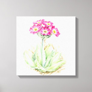 Primula Rosa Leinwand, feine Art Wrackdruck Leinwanddruck