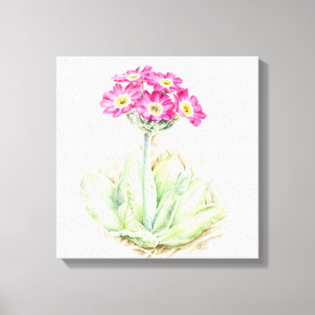 Primula Rosa Leinwand, feine Art Wrackdruck Leinwanddruck (Vorderseite)