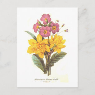 Primula und daffodils postkarte