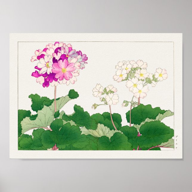 Primula von Tanigami Konan Poster (Vorne)