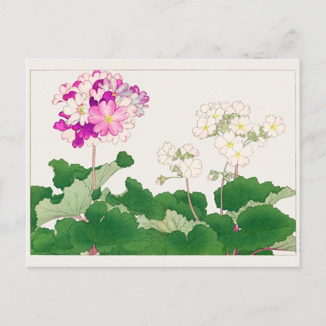 Primula von Tanigami Konan Postkarte (Vorderseite)