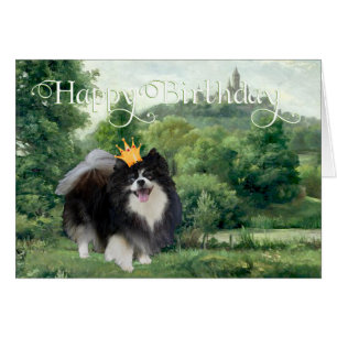 Prince Poméranien noir