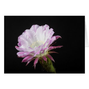 Princess Anne Echinopsis Hybrid-Blume