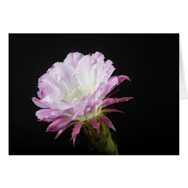 Princess Anne Echinopsis Hybrid-Blume (Vorderseite (Horizontal))