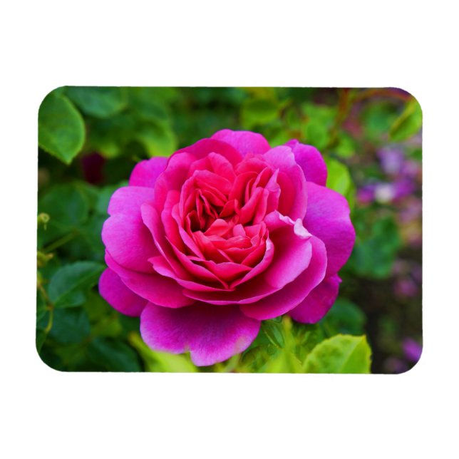Princess Anne Rose #1 Magnet (Horizontal)