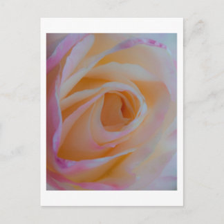 Princess Diana Rose Postkarte