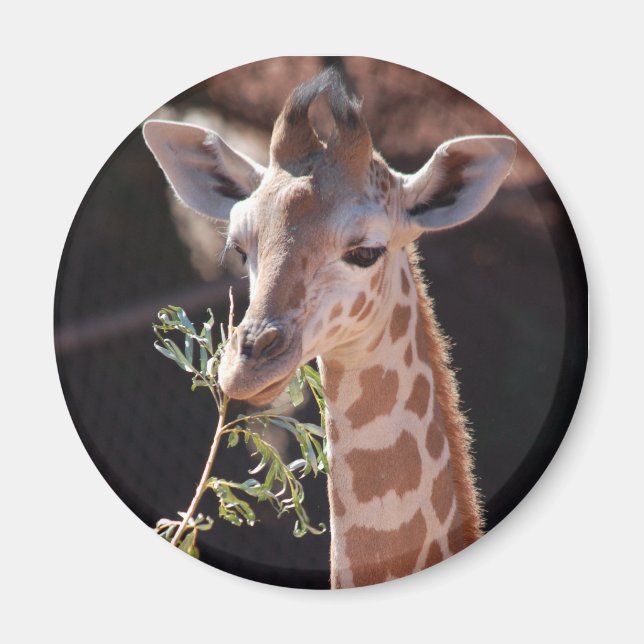 Princess Magnet #2 (Vorne)